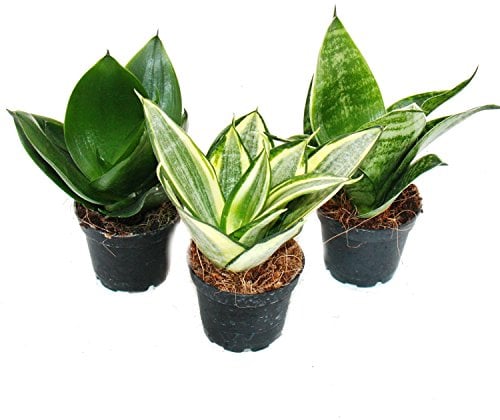 exotenherz - Sansevieria trifasciata hahnii - Set of 3 different plants Potsize 5,5cm
