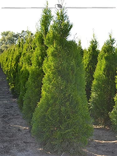Lebensbaum Thuja Smaragd 100-120 cm IM TOPF. 18 Pflanzen. Thuja Hecke: immergrün