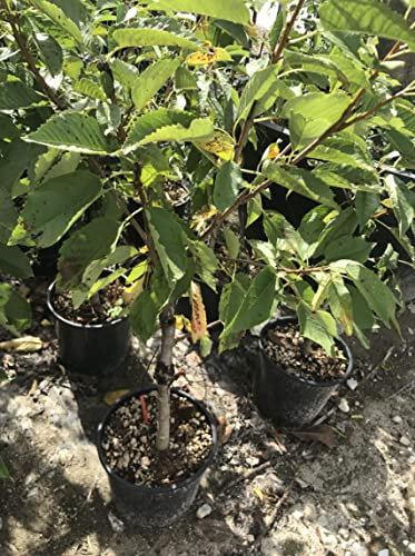 ALBERO DI CILIEGIO CILIEGIA NANO IN VASO 17