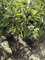 ALBERO DI CILIEGIO CILIEGIA NANO IN VASO 17