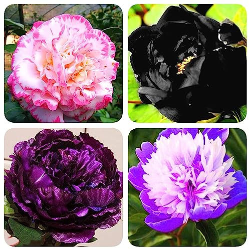 8 piezas bulbos de peonías resistentes, tubérculos de peonías decoracion de jardin para exterior, (Paeonia sufruticosa) flores pequeños regalos bulbos de azafrán de otoño, plantas