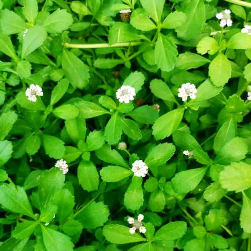 300 pz semi di verbena tappeto - Phyla nodiflora - Piantare fiori, piante in vaso, semi di piante di verbena tappeto semi di fiori di campo, balcone Fiori da balcone, piante tappezzanti