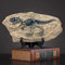 FUNSXBUG Dinosaurier-Skelett, Fossil-Statue, Skulptur, Sammlerstücke, Zuhause, Büro, Desktop-Display, Dekoration (Dinosaurier 3)