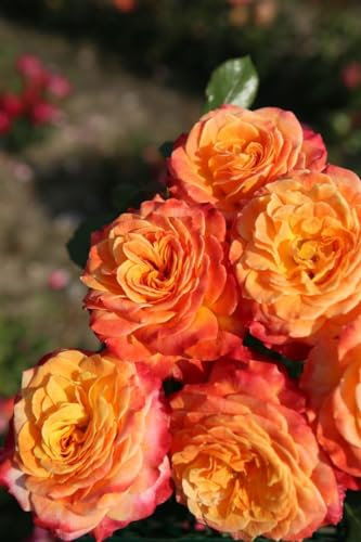 Rosa 'Meteor' 90 cm Stammhöhe - Edelrose, leuchtend rote Blüten, Blütezeit Juni-September, ideal für Beete und Kübel, duftend und winterhart
