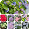 semi di ortensia - piante rampicanti resistenti semi di piante da appartamento esotiche da balcone giardino resistenti in vaso decorazione floreale officinali per tetti verdi fiori in 450pcs