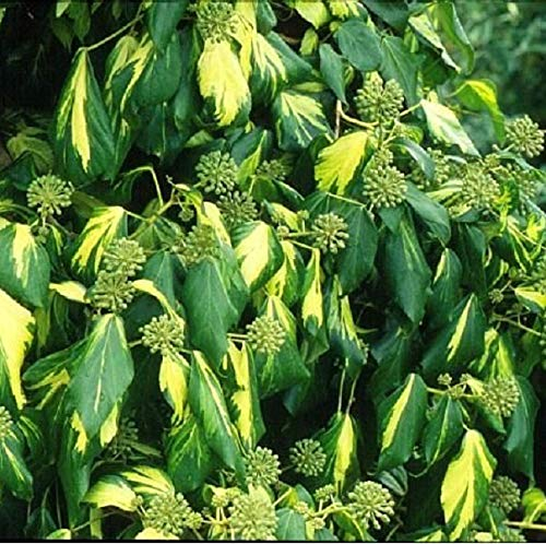 2 x Hedera Colchica 'Sulphur Heart'- Lierres de colchide 50-60 cm en conteneur