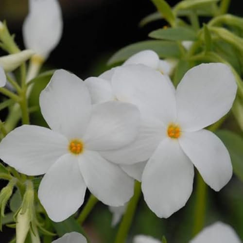 12 unidades o 1 m² Creeping Phlox 'Ariane' - Phlox Stolonifera 'Ariane' Maceta 9x9 cm