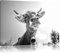 Pixxprint Lustiges Portrait Einer Kuh Kunst B&W, Größe: 100x70cm, Leinwandbild, fertig gespannt, Wandbild, Dekoration, Kunstdruck, kein Poster