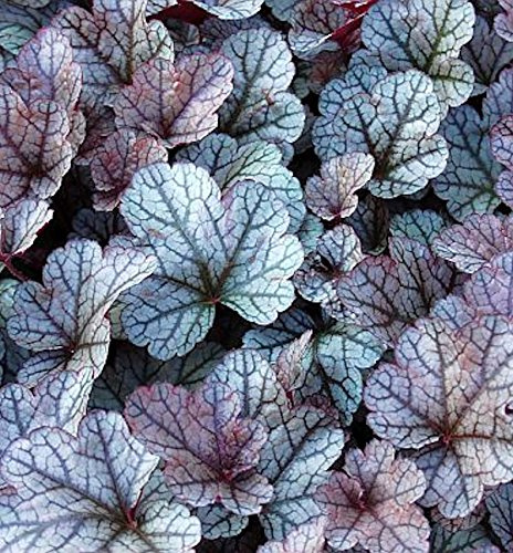 Heuchera micrantha 'Silver Scrolls' – Winterhart, Mehrjährig, Pflegeleicht – Purpurglöckchen – Bodendecker für Beet & Kübel