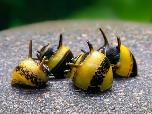 CU AQUATICS Horn Snail Zebra Algae Eater Neritina Variegata Aquarium Tank Live Snail Fish