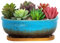 ARTKETTY Pot de Fleurs succulentes rectangulaire en céramique avec Plateau de Drainage - 20 cm - pour la Maison, Le Jardin, la fenêtre