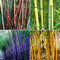 Benoon Semi Di Bambù, 300 Pezzi/Borsa Semi Di Bambù Tollerante All'ombra Home Decor Rare Phyllostachys Pubescens Piantine Da Giardino Per Cortili Semi di bambù