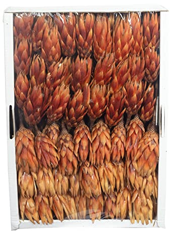 Protea Repens - groß - 100 Stück - hell geflammt