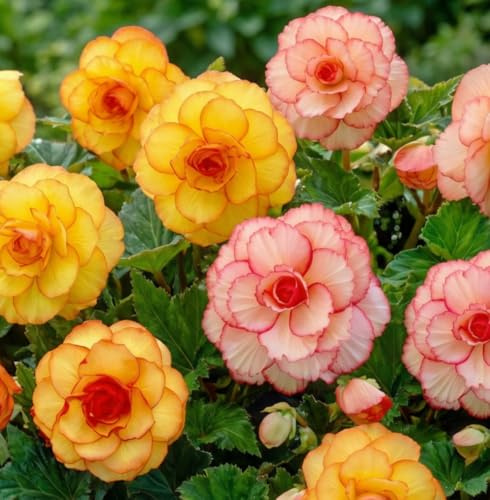 Begonie Picotee - Kollektion - Blumenzwiebeln Mehrjährig - 5 Zwiebeln