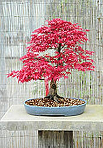 Portal Cool Red Maple Bonsai Seed Kit, Grow Your Own Bonsai Trees
