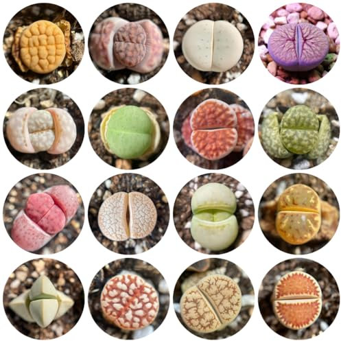 semi di lithops - semi di piante succulente vere, piante rare, piante ricadenti, piante grasse semi di lithops, semi di bonsai, regali sostenibili per le donne piante decorative, 450pcs