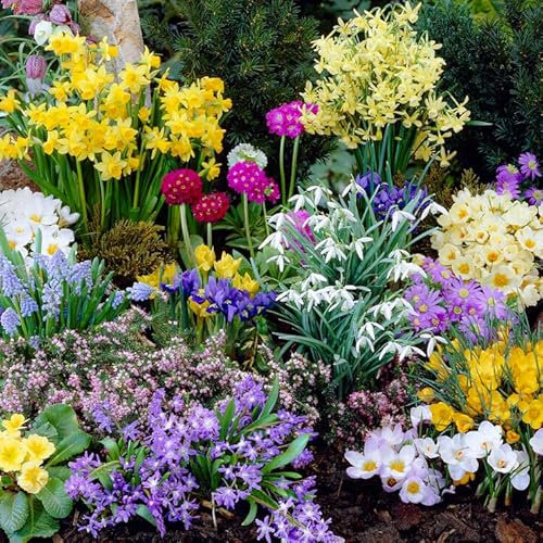 Bulbos de primavera para flores silvestres - 50 piezas - crocus/muscari/anemonas/iris - Perenne resistente - Calidad holandesa - Para jardín, macetas y balcón (grandes, sin semillas)