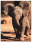 ARTland Wanddeko Wandbild Alu für Innen & Outdoor Metall Bild Elefant Tiere Afrika Safari Elefantenbaby Süß Lustig T5OS