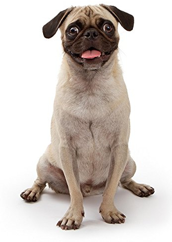 Hunde Aufkleber Sticker Mops