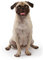 Hunde Aufkleber Sticker Mops