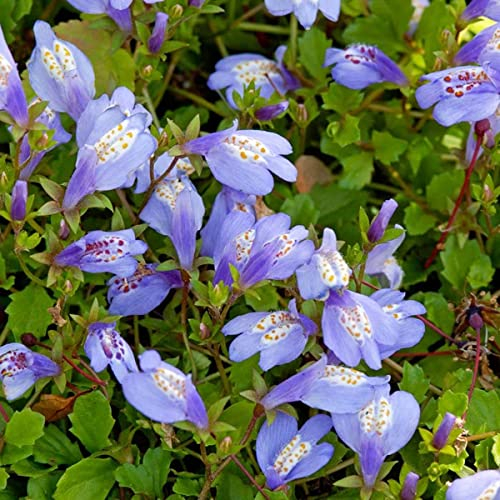 Bloomique - Mazus Reptans - Mazus rampant - Plantes de bassin - Plantes aquatiques - Rustique - Hauteur 10-20 cm - Pot 9 cm