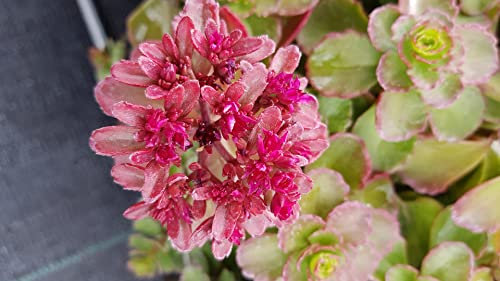 Sedum spurium 'Purpur Winter' / Sedum pourpre/Conteneur de 1 à 1.9 litres/Succulente