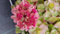 Sedum spurium 'Purpur Winter' / Sedum pourpre/Conteneur de 1 à 1.9 litres/Succulente