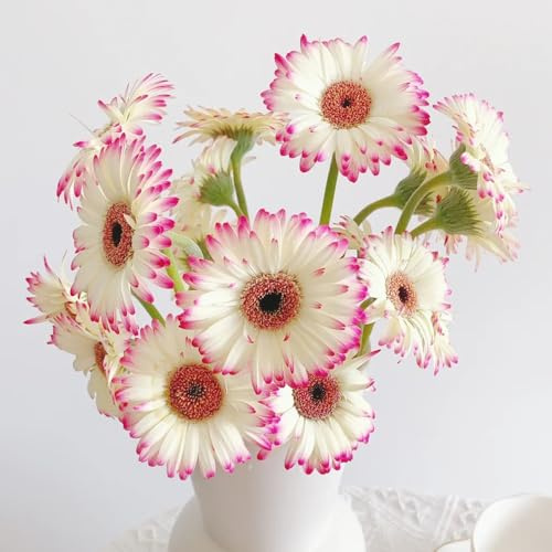 gerbera - schnittblumen zimmerpflanzen balkonblumen - Seltene serie - stauden gartenblumen bodendecker winterhart mehrjährig pflanzensamen bonsai 900samen
