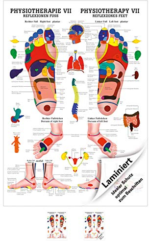 Rüdiger Reflexzonen Fuss Poster Anatomie 70x50 cm medizinische Lehrmittel