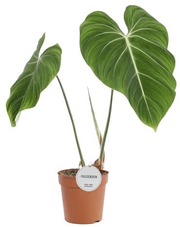 Trendyplants special - Philodendron Gloriosum - Zimmerpflanze - Höhe 50-70 cm - Topfgröße Ø15cm
