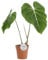 Trendyplants special - Philodendron Gloriosum - Zimmerpflanze - Höhe 50-70 cm - Topfgröße Ø15cm