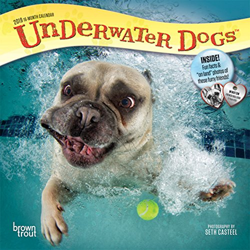 Underwater Dogs 2019 Mini Wall Calendar