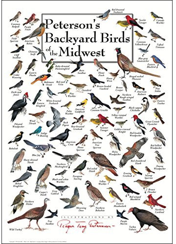 Peterson's Backyard Birds of the Midwest Poster