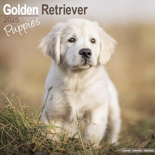 Golden Retriever Puppies - Golden Retriever-Welpen 2025 - 16-Monatskalender: Original Avonside-Kalender [Mehrsprachig] [Kalender] (Wall-Kalender)