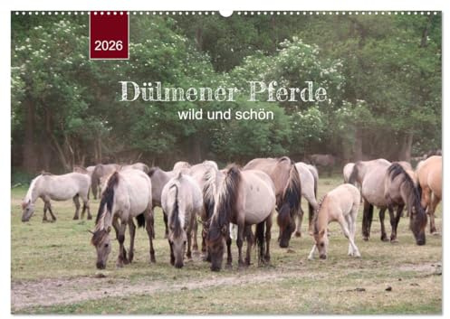 Dülmener Pferde, wild und schön (Wandkalender 2026 DIN A2 quer), CALVENDO Monatskalender: Die LETZTEN ihrer Art in Europa ... (CALVENDO Tiere)