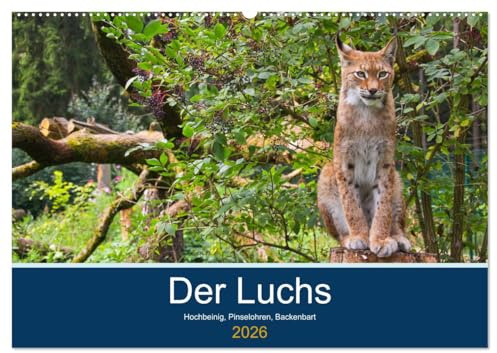 Der Luchs - Hochbeinig, Pinselohren, Backenbart (Wandkalender 2026 DIN A2 quer), CALVENDO Monatskalender: Unsere größten und seltensten Katzen. (CALVENDO Tiere)
