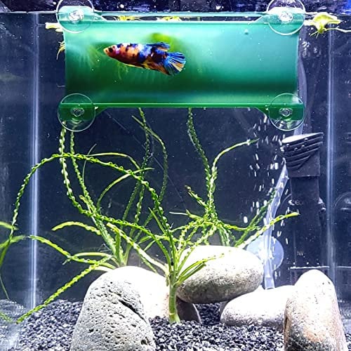SeeShelter Brand Betta Tunnel (Translucent Dark Green)