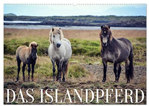 Das Islandpferd (Wandkalender 2025 DIN A2 quer), CALVENDO Monatskalender