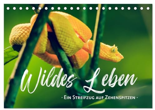 Wildes Leben - Ein Streifzug auf Zehenspitzen (Tischkalender 2026 DIN A5 quer), CALVENDO Monatskalender: Geduldig, achtsam und mit Vorsicht dringen wir in das Reich der Tiere ein. (CALVENDO Tiere)