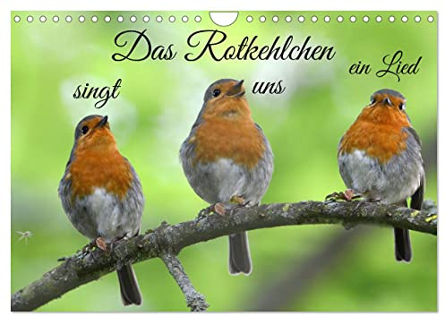 Das Rotkehlchen singt uns ein Lied (Wandkalender 2026 DIN A4 quer), CALVENDO Monatskalender: Das Rotkehlchen strahlt eine besondere Ruhe aus. Es ist oft bei uns im Garten zu Gast. (CALVENDO Tiere)
