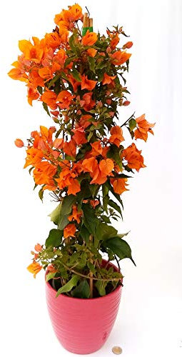 POWERS TO FLOWERS - BOUGANVILLE ARANCIONE IN VASO CERAMICA FUCSIA, pianta vera