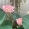 50 pcs Lotus samen zimmerpflanzen winterharte pflanzen für balkon lotusblume samen bonsai hochbeet balkon seerosen für teich winterhart bonsai samen pflanzen samen seerosen für teich