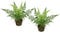Künstlicher Waldfarn im Topf 23cm 2er Set Boston Farn Topfpflanze Büsche Pflanzen Blumen wie echt Deko Seidenpflanze Dekoration Grünpflanze Kunstpflanze Kunstblume Waldpflanze Zimmerpflanze, Waldfarn