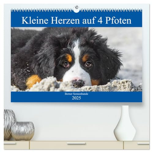 Kleine Herzen auf 4 Pfoten - Berner Sennenhunde (hochwertiger Premium Wandkalender 2025 DIN A2 quer), Kunstdruck in Hochglanz