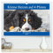 Kleine Herzen auf 4 Pfoten - Berner Sennenhunde (hochwertiger Premium Wandkalender 2025 DIN A2 quer), Kunstdruck in Hochglanz