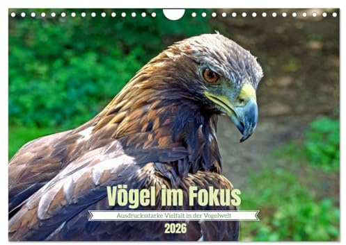 Vögel im Fokus - Ausdrucksstarke Vielfalt in der Vogelwelt (Wandkalender 2026 DIN A4 quer), CALVENDO Monatskalender: Die Welt der Vögel ist schier ... Flugbegleitern begegnet. (CALVENDO Tiere)