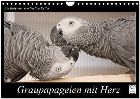 Graupapageien mit Herz (Wandkalender 2026 DIN A4 quer), CALVENDO Monatskalender: Einzigartige Aufnahmen von wunderschönen Graupapgeien (CALVENDO Tiere)