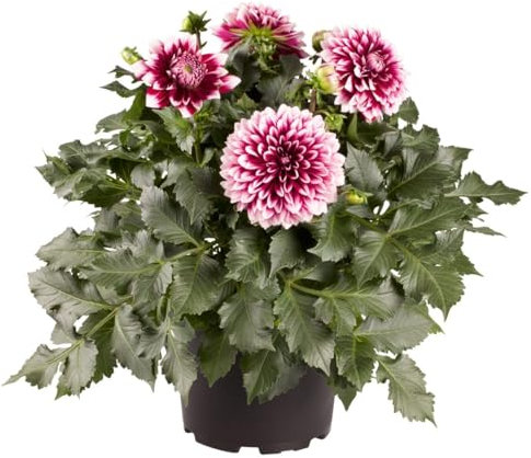 Dalia - Dahlia - la Planta Natural que Iluminará tu Jardín