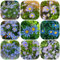 100 piezas Felicia heterophylla semillas semillas de flores regalo planta decorativa semillas de de flores silvestres invernadero perenne semillas de flores de balcón planta de