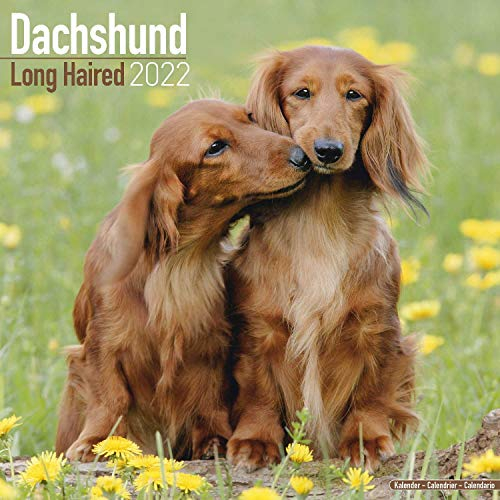 Longhaired Dachshund - Langhaardackel 2022 - 16-Monatskalender: Original Avonside-Kalender [Mehrsprachig] [Kalender] (Wall-Kalender)
